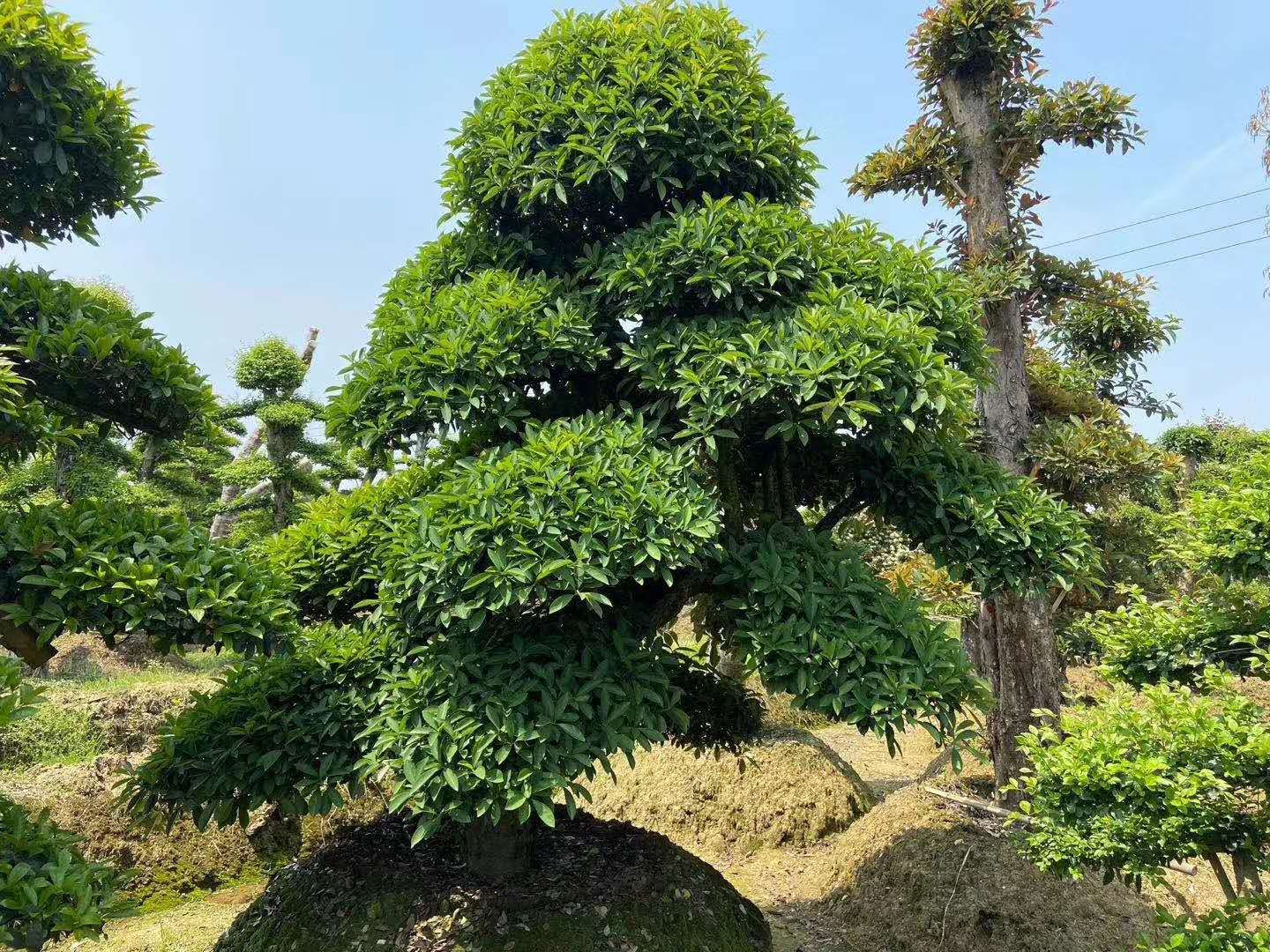 長沙欏木石楠種植基地、價格、供應(yīng)商、批發(fā)【藝彩園林】
