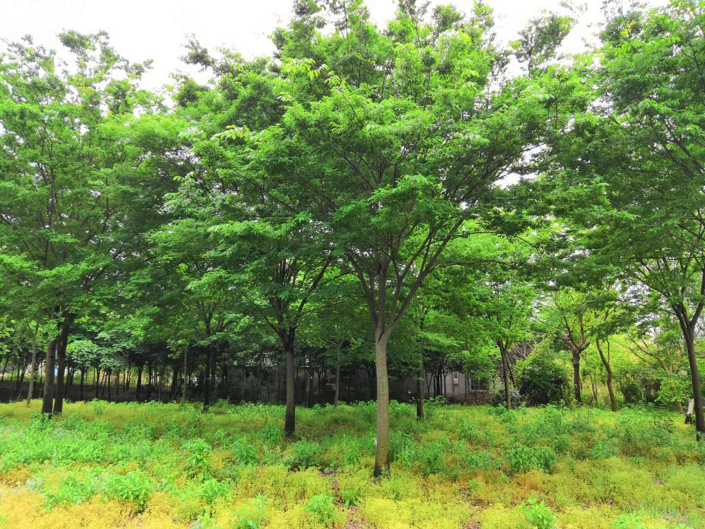 長沙櫸樹種植基地、價格、供應(yīng)商、批發(fā)【藝彩園林】