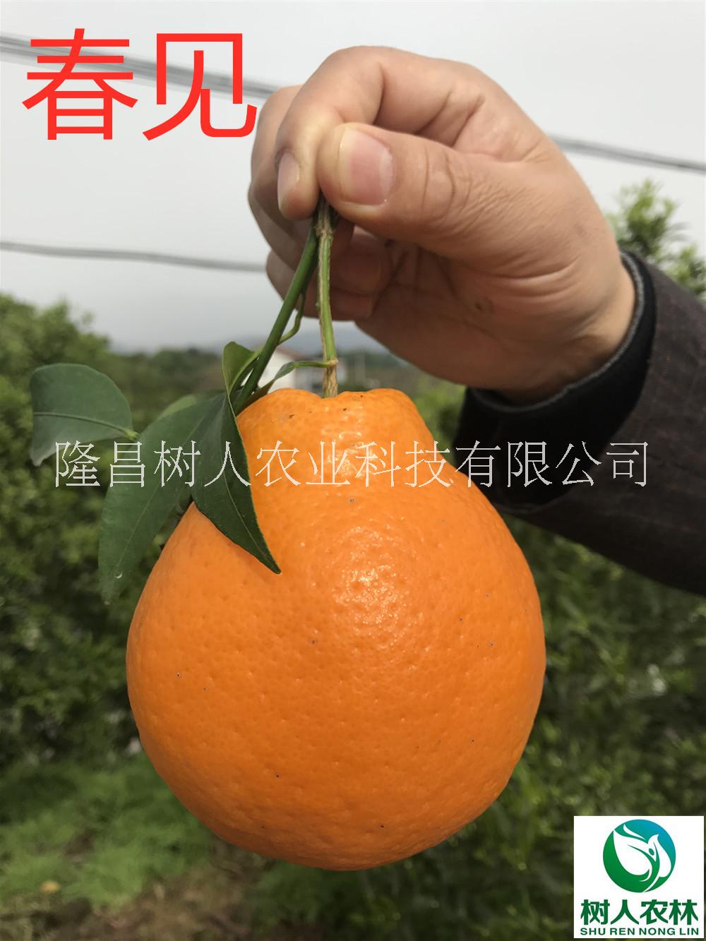 春見耙耙柑苗1年苗12元簽訂合同純度保證