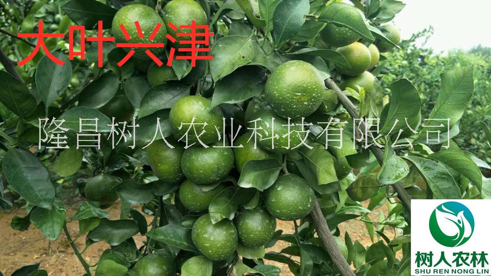 興津柑橘苗1年苗5元簽訂合同純度保證