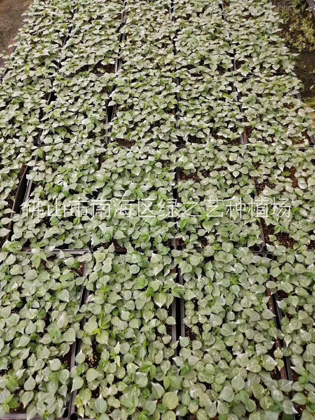 木棉-大腹木棉-綠化樹木綠化行道樹木【佛山市南海區(qū)綠之藝種植場(chǎng)】
