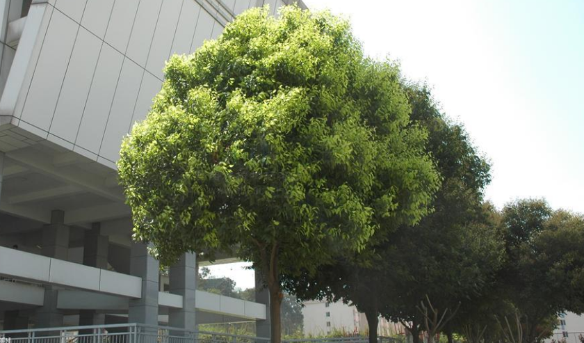 天竺桂定制@批發(fā)@廠家直銷