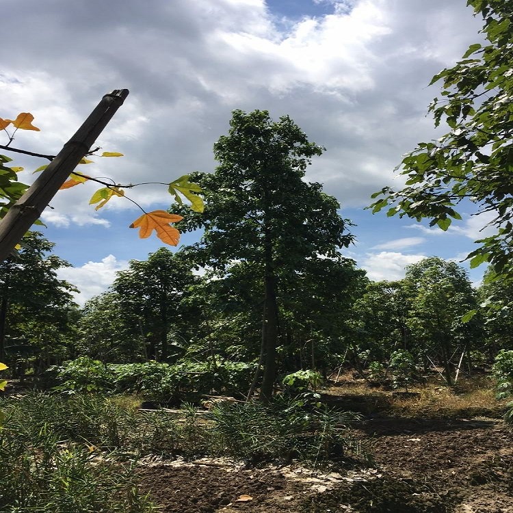 澳洲火焰木@基地直銷綠化行道樹澳洲火焰木規(guī)格齊全