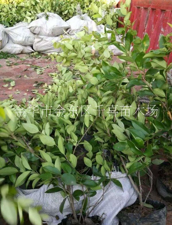 浙江金森女貞供應(yīng) 色塊容器苗金華千喜苗木有售
