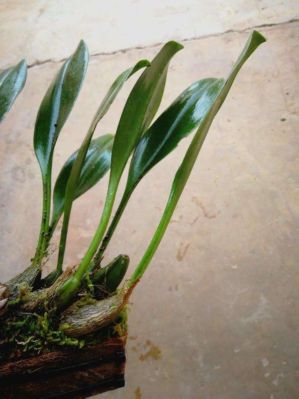 石蘚蘭種植基地-價(jià)格-大量供應(yīng)-批發(fā)電話