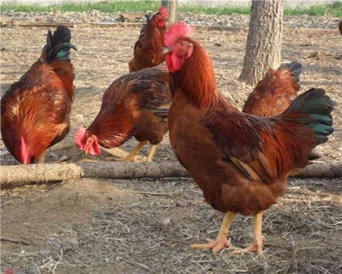 供應山東紅玉公雞苗，優(yōu)質(zhì)山東紅玉公雞苗價格  山東紅玉公雞苗批發(fā)