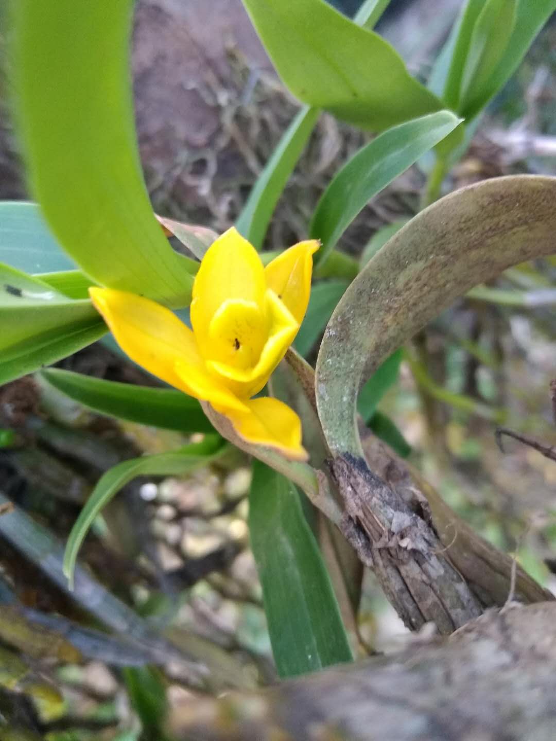 翅梗石斛批發(fā)-種植基地-價(jià)格-大量供應(yīng)