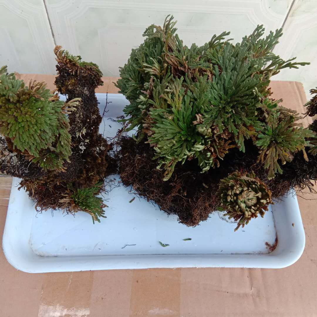 卷柏種植基地-價格-大量供應(yīng)-批發(fā)電話