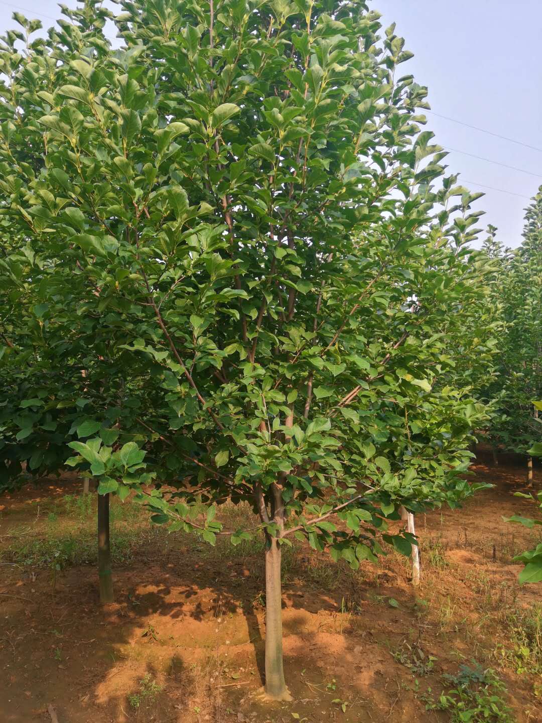 10公分紫玉蘭 10公分紫玉蘭基地