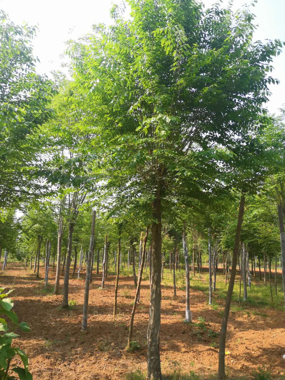 南陽(yáng)青檀樹基地直銷  南陽(yáng)青檀樹批發(fā)價(jià)格 南陽(yáng)青檀樹優(yōu)質(zhì)供應(yīng)商