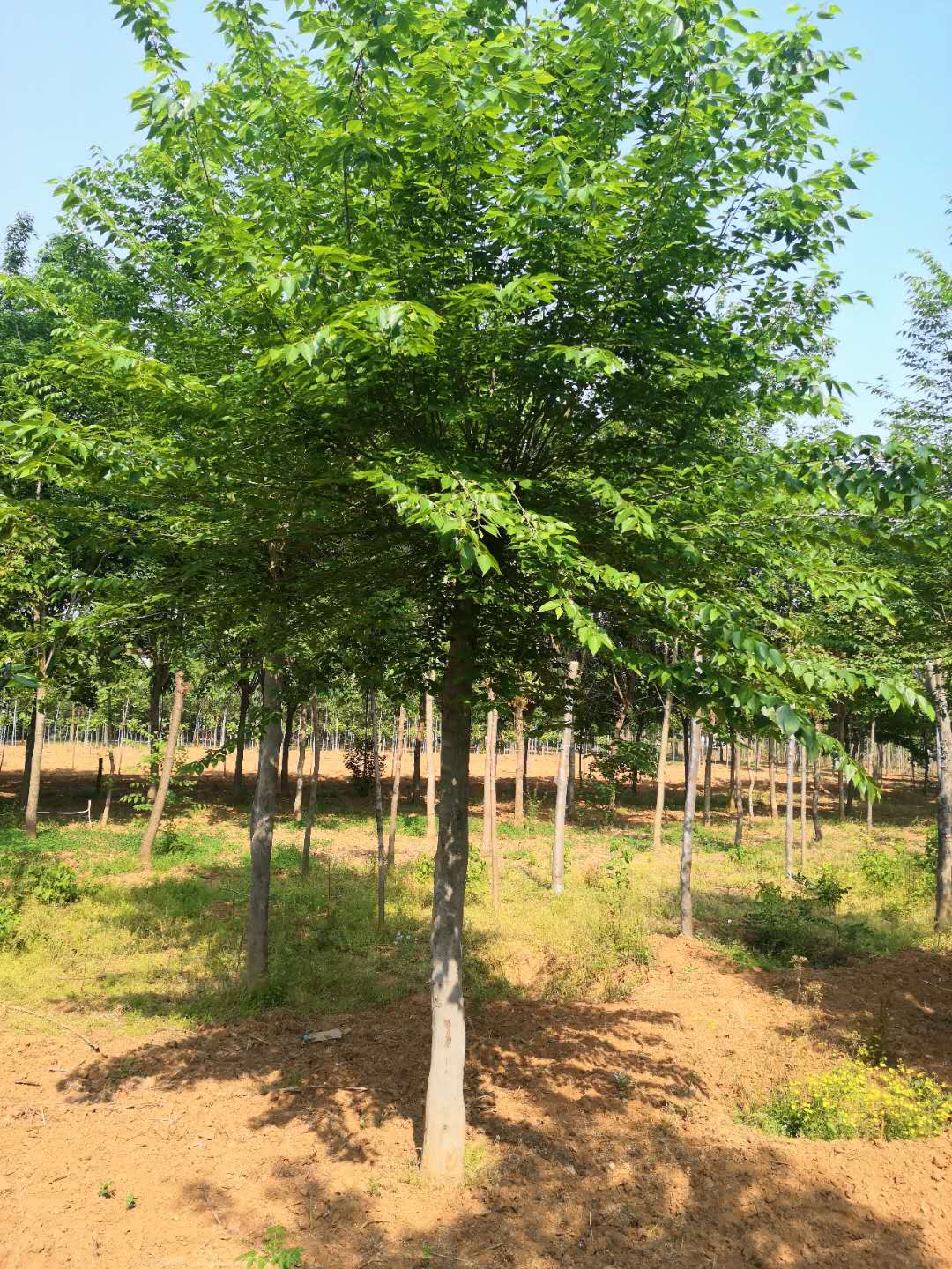 南陽(yáng)青檀樹基地直銷  南陽(yáng)青檀樹批發(fā)價(jià)格 南陽(yáng)青檀樹優(yōu)質(zhì)供應(yīng)商