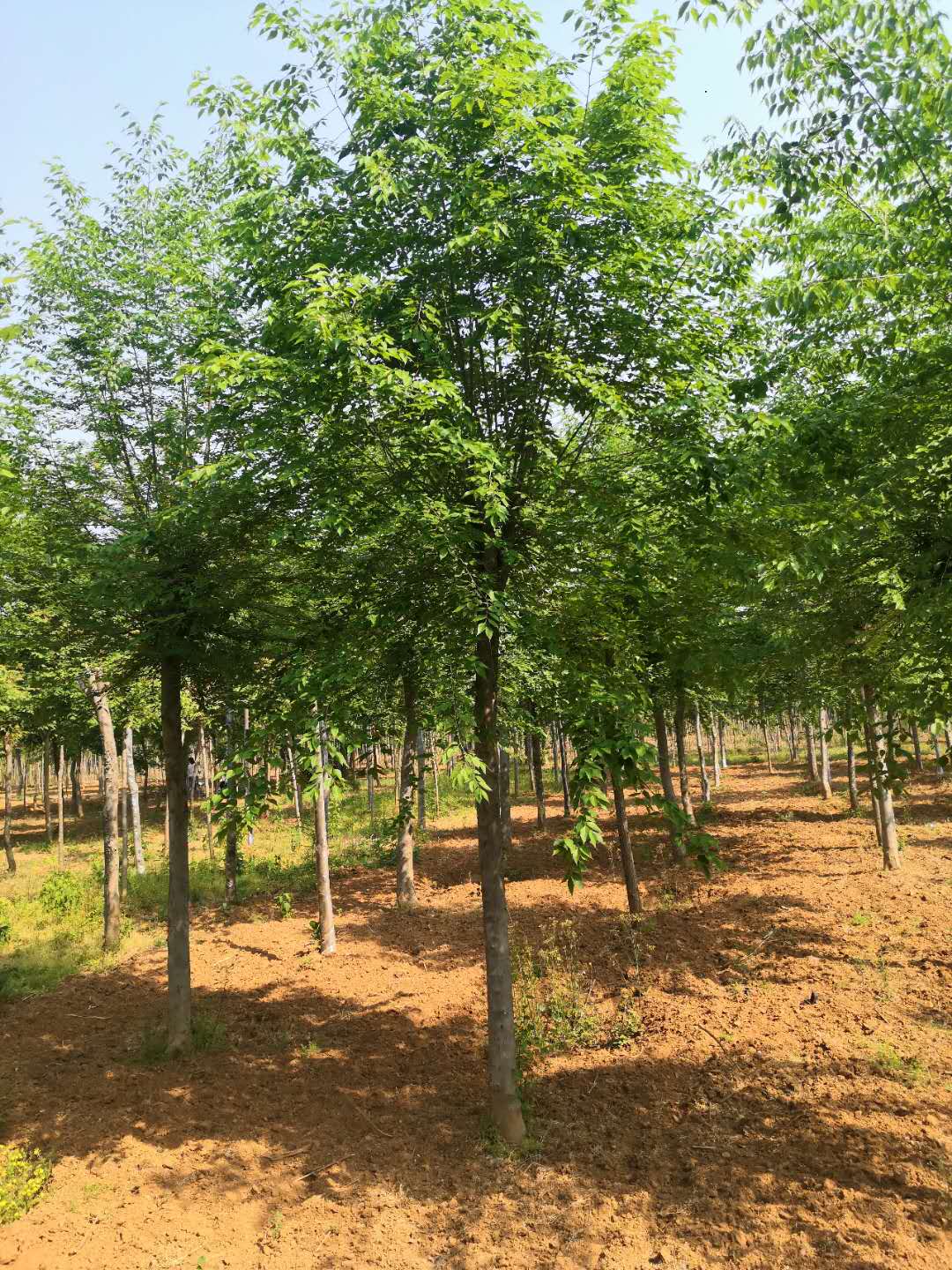 南陽(yáng)青檀樹基地直銷  南陽(yáng)青檀樹批發(fā)價(jià)格 南陽(yáng)青檀樹優(yōu)質(zhì)供應(yīng)商