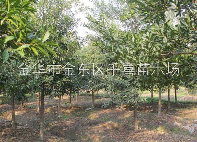 浙江杜英 直徑5-30公分杜英行道樹供應(yīng)找金華千喜苗木