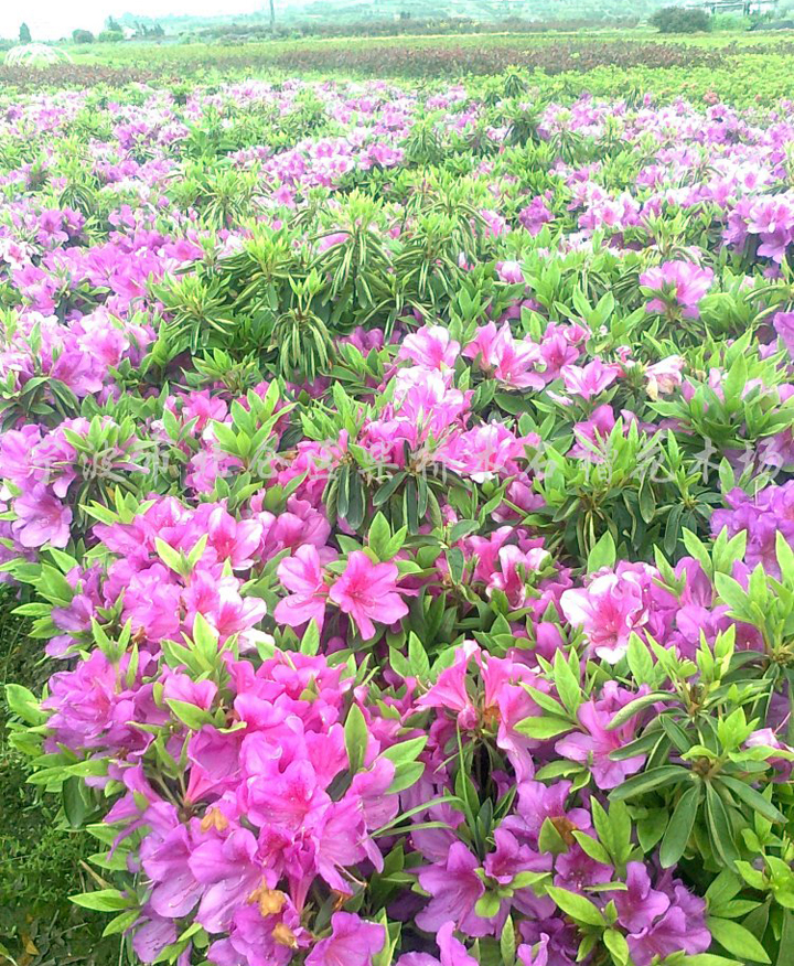 批發(fā)毛鵑花 毛鵑花基地 毛鵑花苗圃
