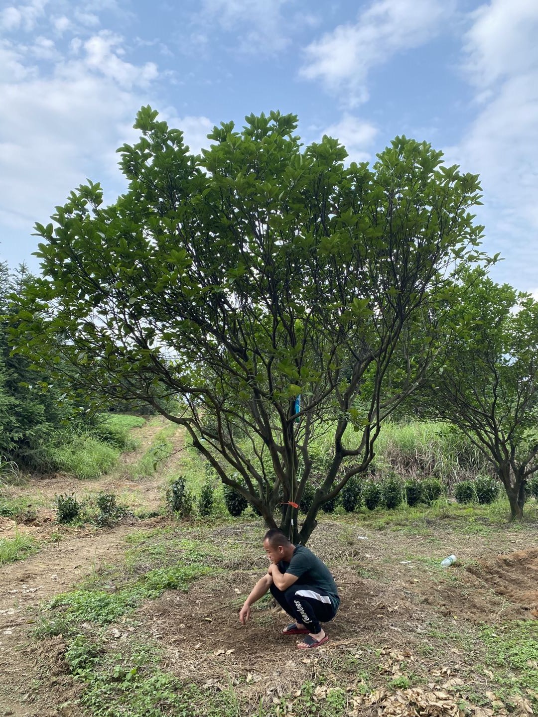 廣東叢生柚子樹(shù)種植基地、價(jià)錢、產(chǎn)地*、批發(fā)【湖南省益陽(yáng)市綠茵苗木有限公司】