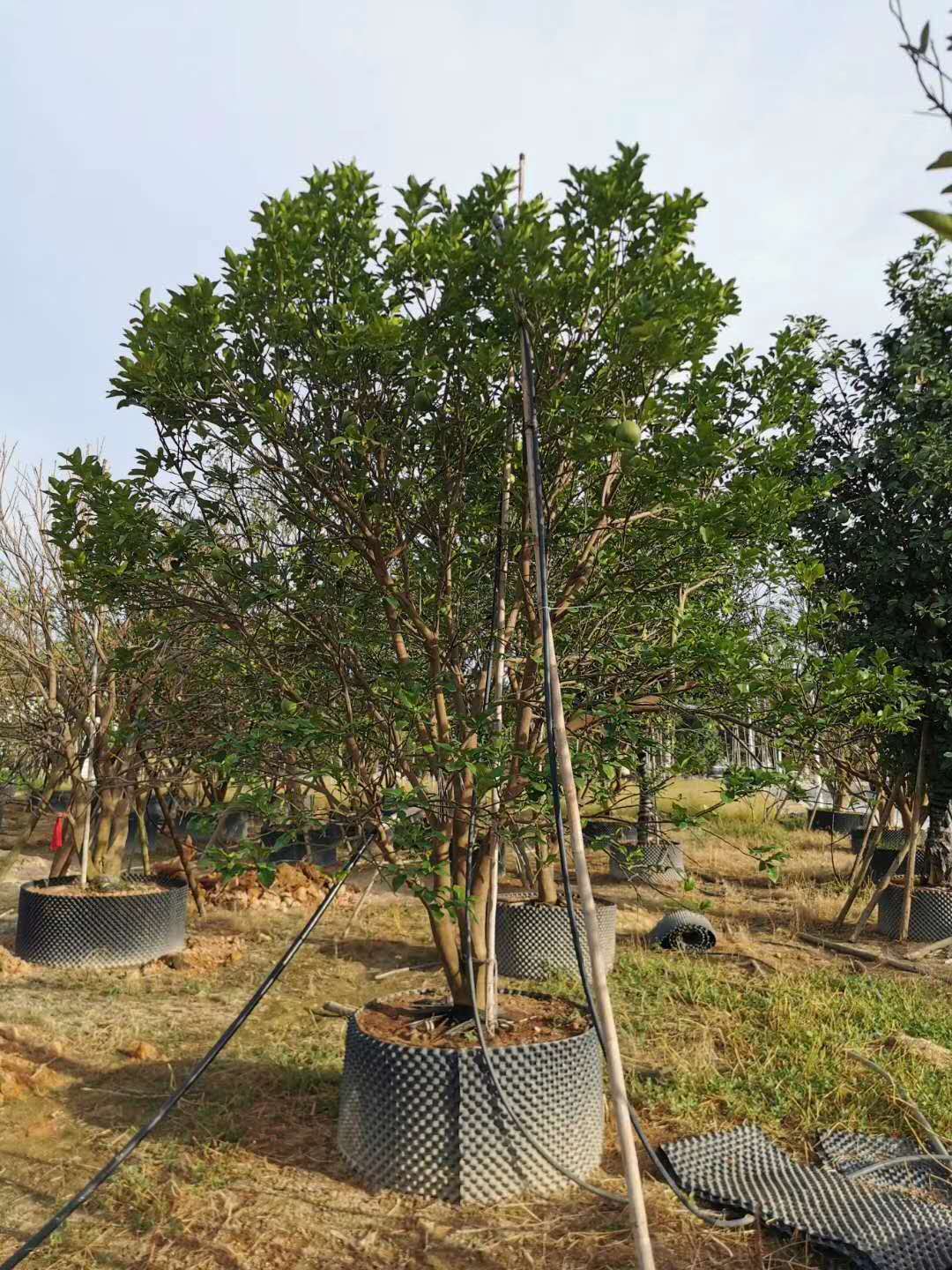 香泡價格@批發(fā)@廠家直銷