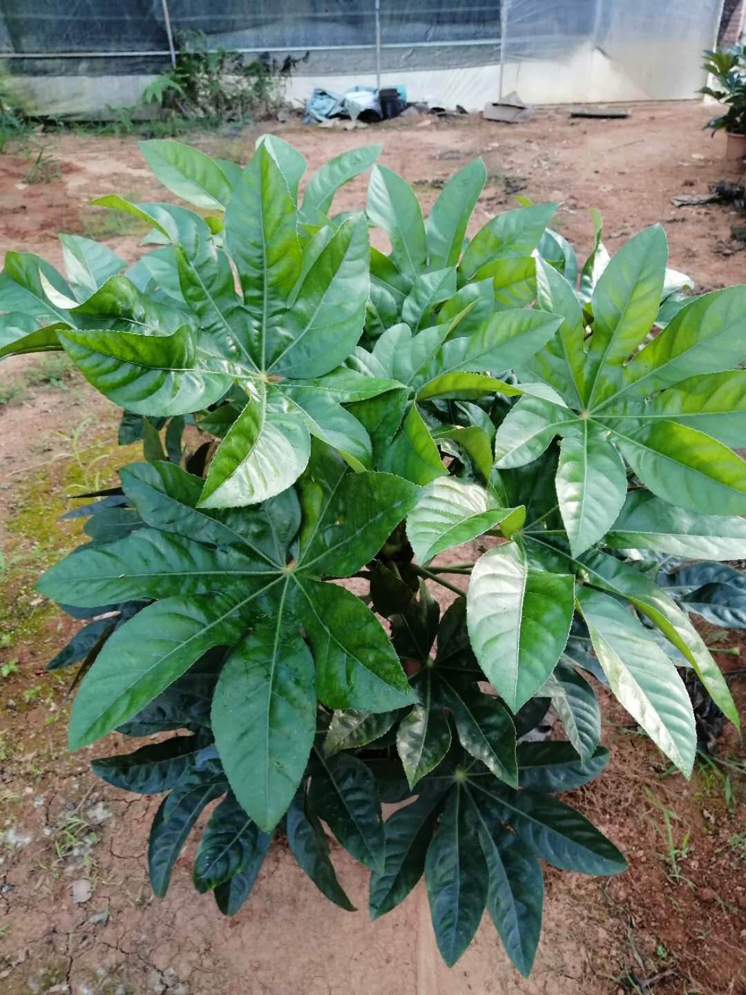 福建 植物八角金盤批發(fā)價格_八角金盤苗木供應