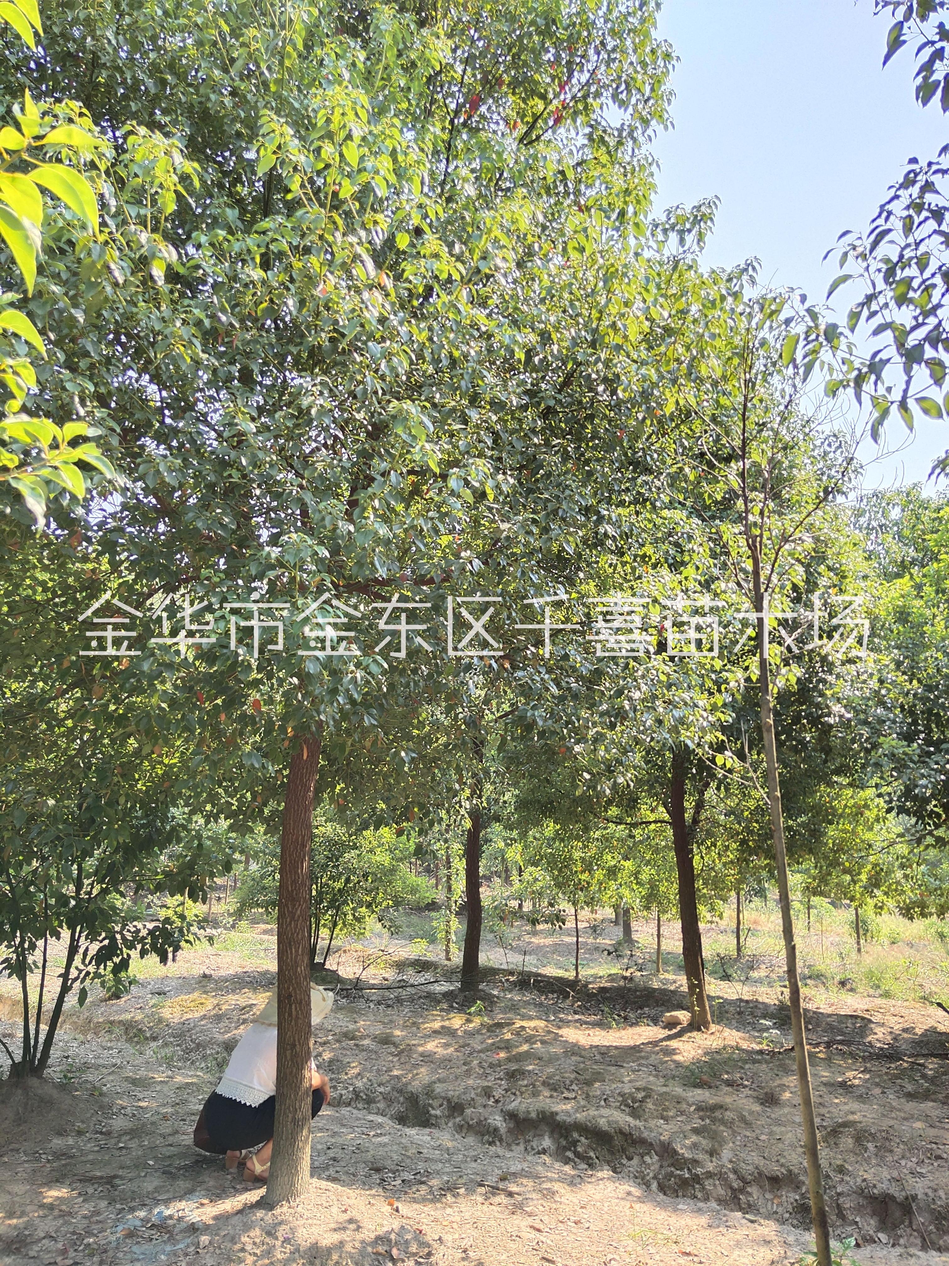 金華地區(qū)供應香樟 浙江香樟行情
