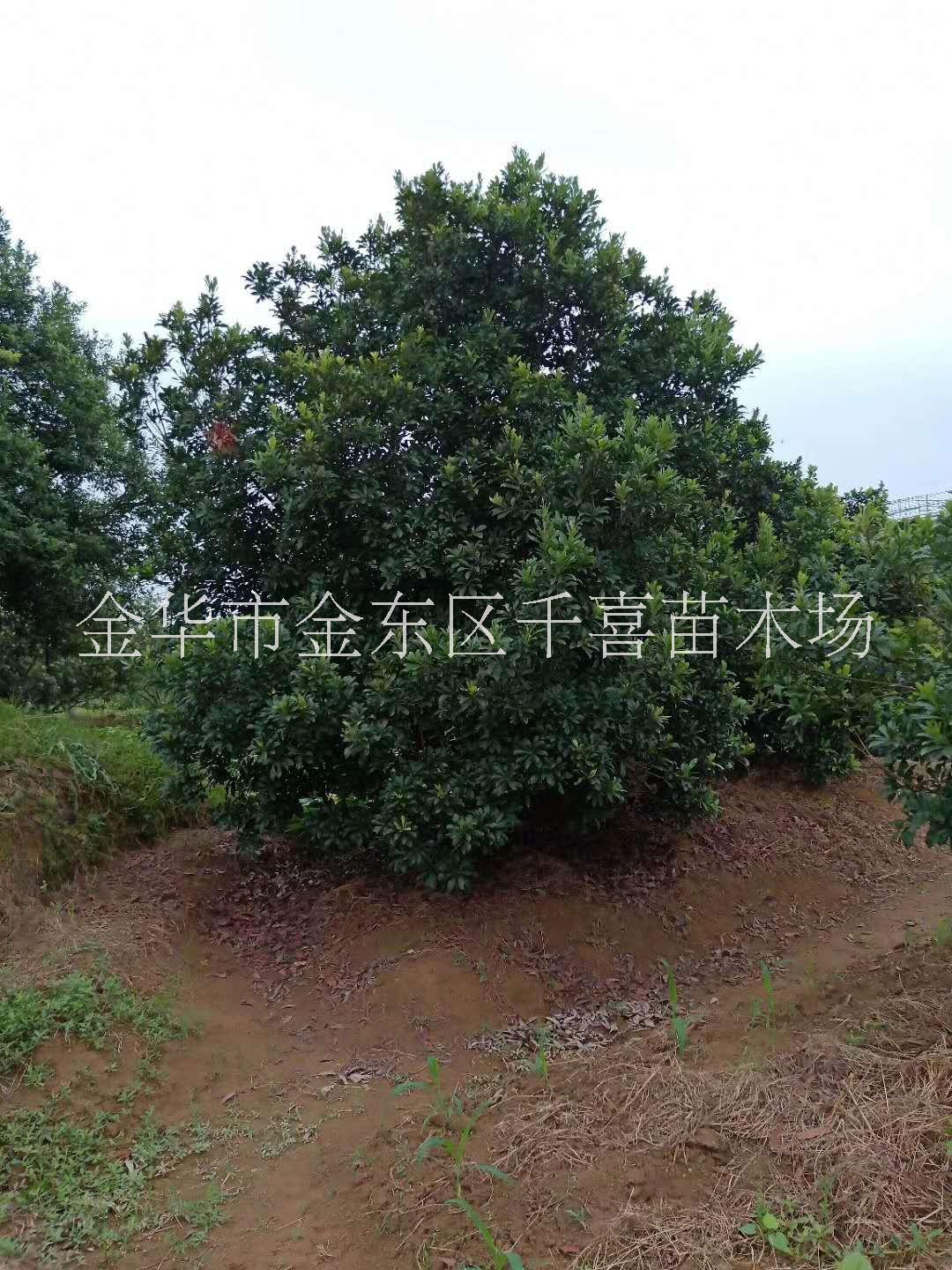 江蘇楊梅庭院綠化樹P300cm價(jià)格咨詢 金華楊梅果樹貨源