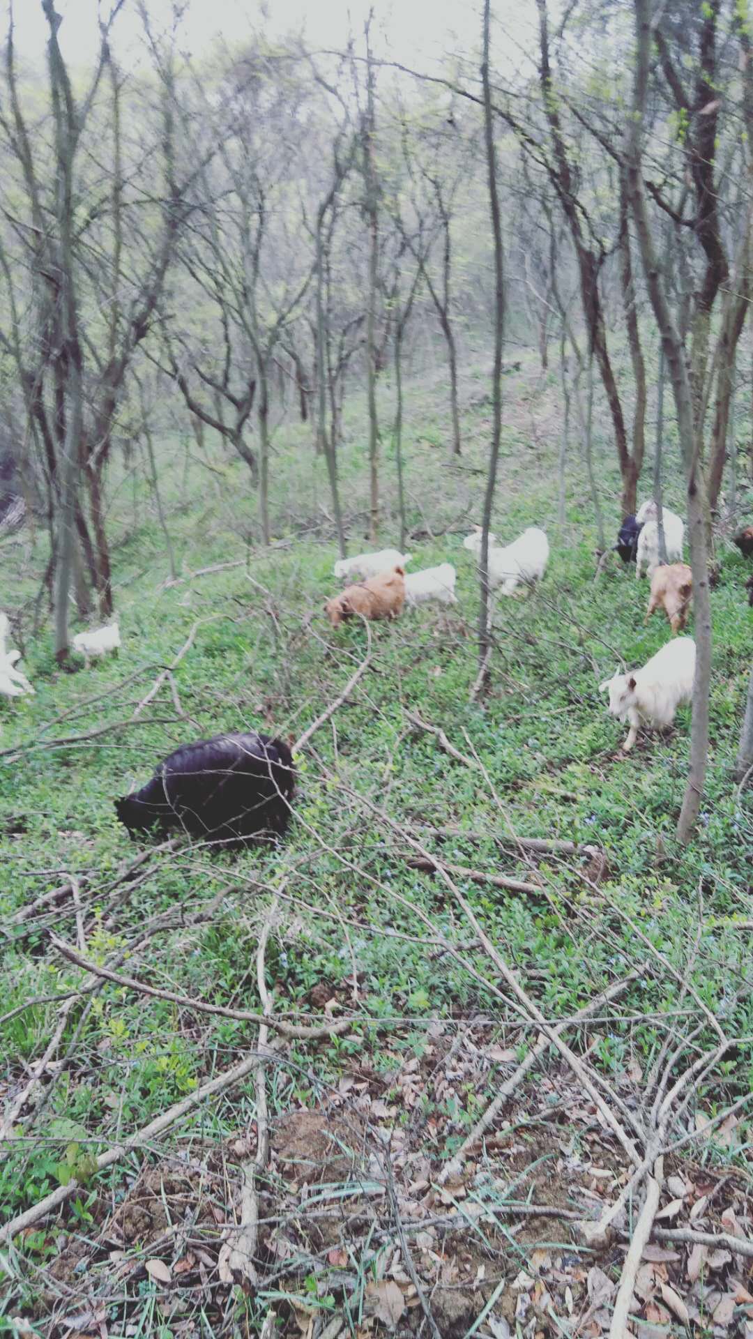 山羊出售、農(nóng)業(yè)園*、價格【黃入兵生態(tài)農(nóng)業(yè)園】