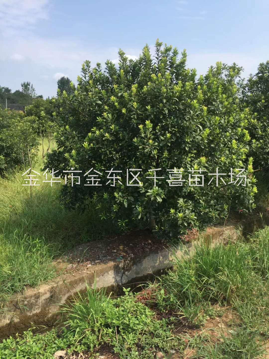 江蘇楊梅庭院綠化樹P300cm價(jià)格咨詢 金華楊梅果樹貨源
