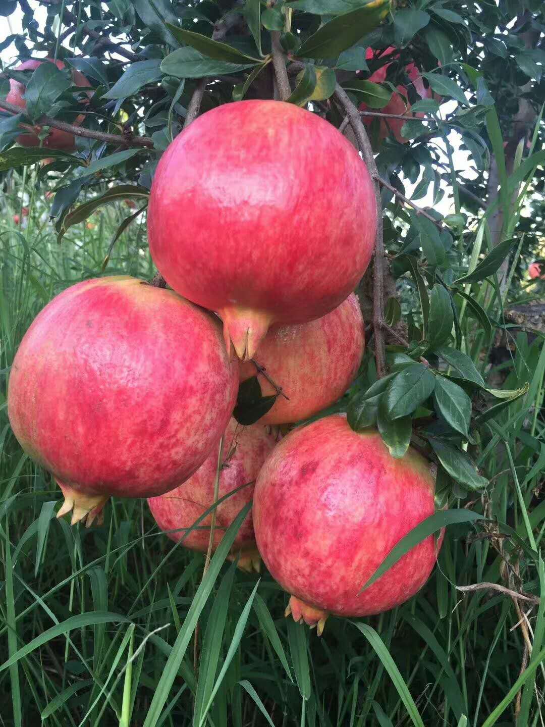 河南石榴廠家 石榴供應(yīng)商  石榴廠家直銷(xiāo)  石榴價(jià)格