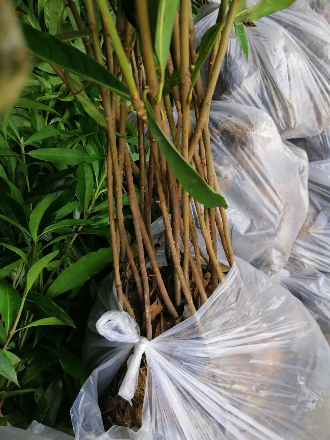江西木荷袋苗-木荷苗批發(fā)廠家多少錢-大量供應(yīng)木荷苗