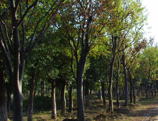 鎮(zhèn)江櫸樹(shù)種植、注意事項(xiàng)、批發(fā)電話、供貨商【句容市林麗草坪苗木有限公司】