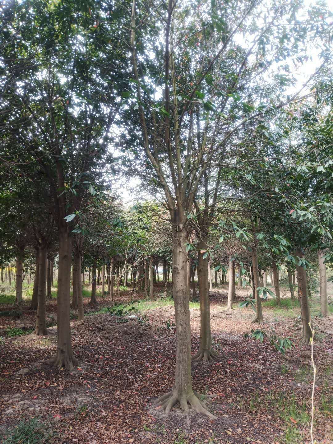 杜英批發(fā)種植基地價格