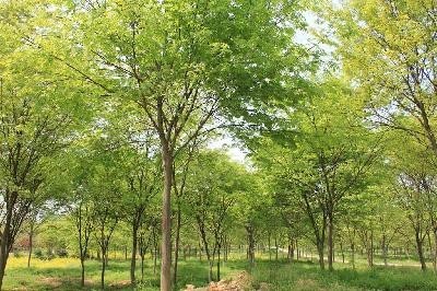 江蘇櫸樹種植基地，批發(fā)價(jià)格，報(bào)價(jià)【句容市林麗草坪苗木有限公司】 江蘇櫸樹批發(fā)