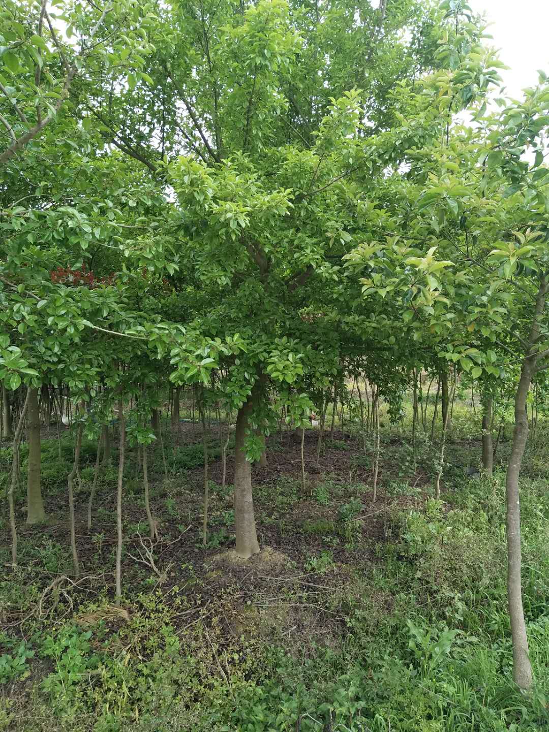 四川1一30公分紅果冬青種植基地、價(jià)格、批發(fā)【江西九江千葉園林綠化苗木基地】