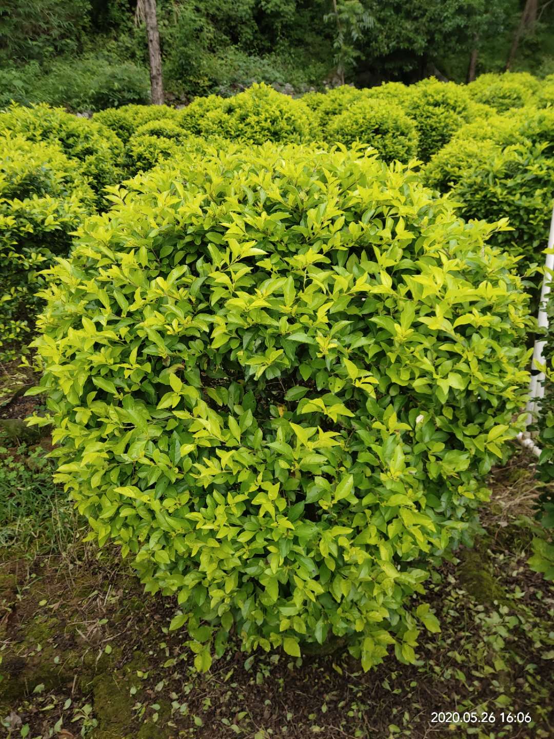 南寧市黃素梅球(黃金葉球)種植基地 直銷(xiāo) 批發(fā)價(jià)格