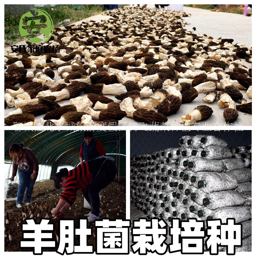 羊肚菌種植菌種山東羊肚菌