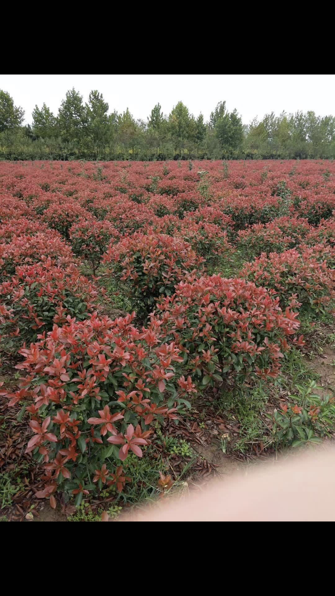沭陽(yáng)紅葉石楠種植基地，批發(fā)。