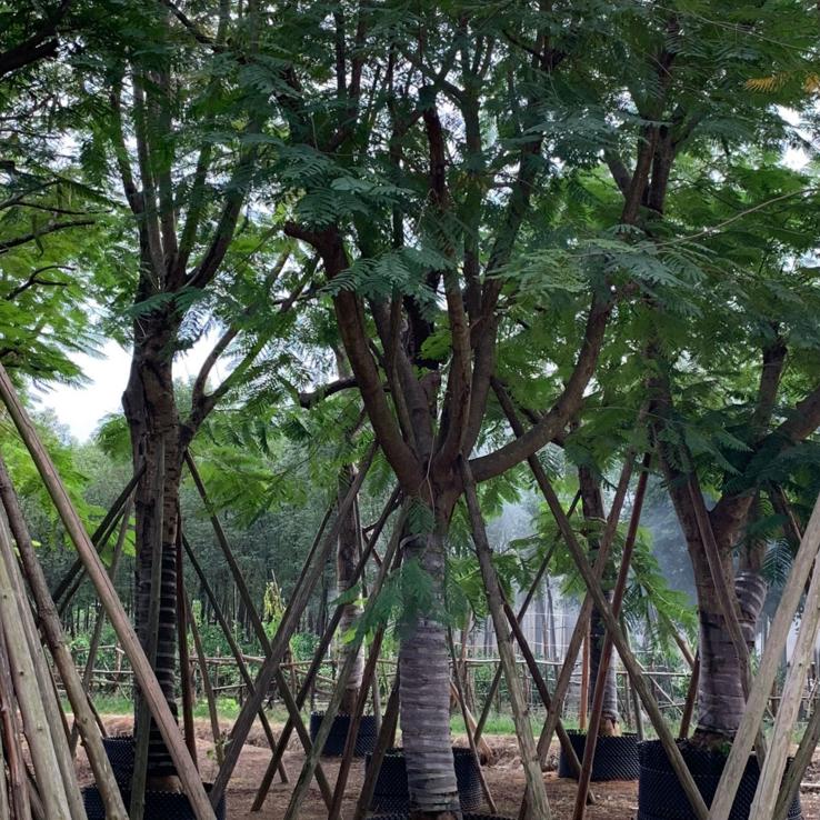 江西鳳凰木種植基地、基地*、價格、批發(fā)、電話【揭陽市澤輝花木場】