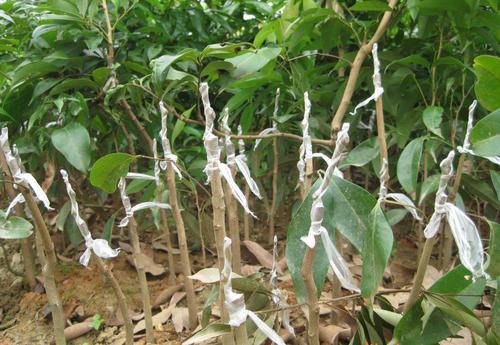 廣東龍眼苗價(jià)格哪家便宜種植基地供應(yīng)電話