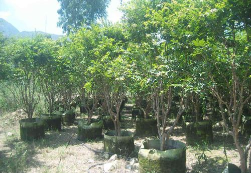 廣東茂名嘉寶果樹苗批發(fā)價(jià)格-產(chǎn)地*-多少錢一棵
