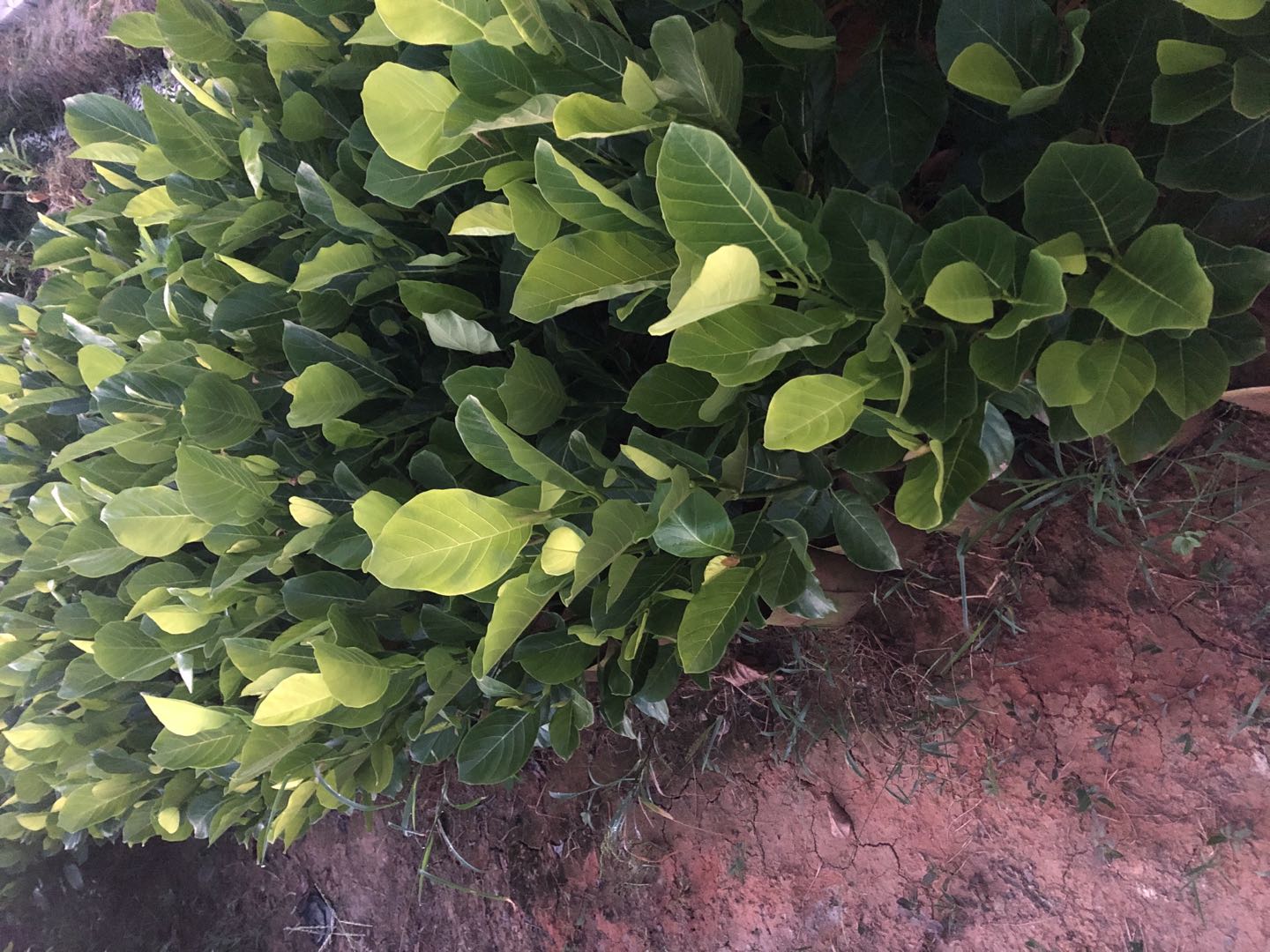 廣東茂名嘉寶果樹苗批發(fā)價(jià)格-產(chǎn)地*-多少錢一棵