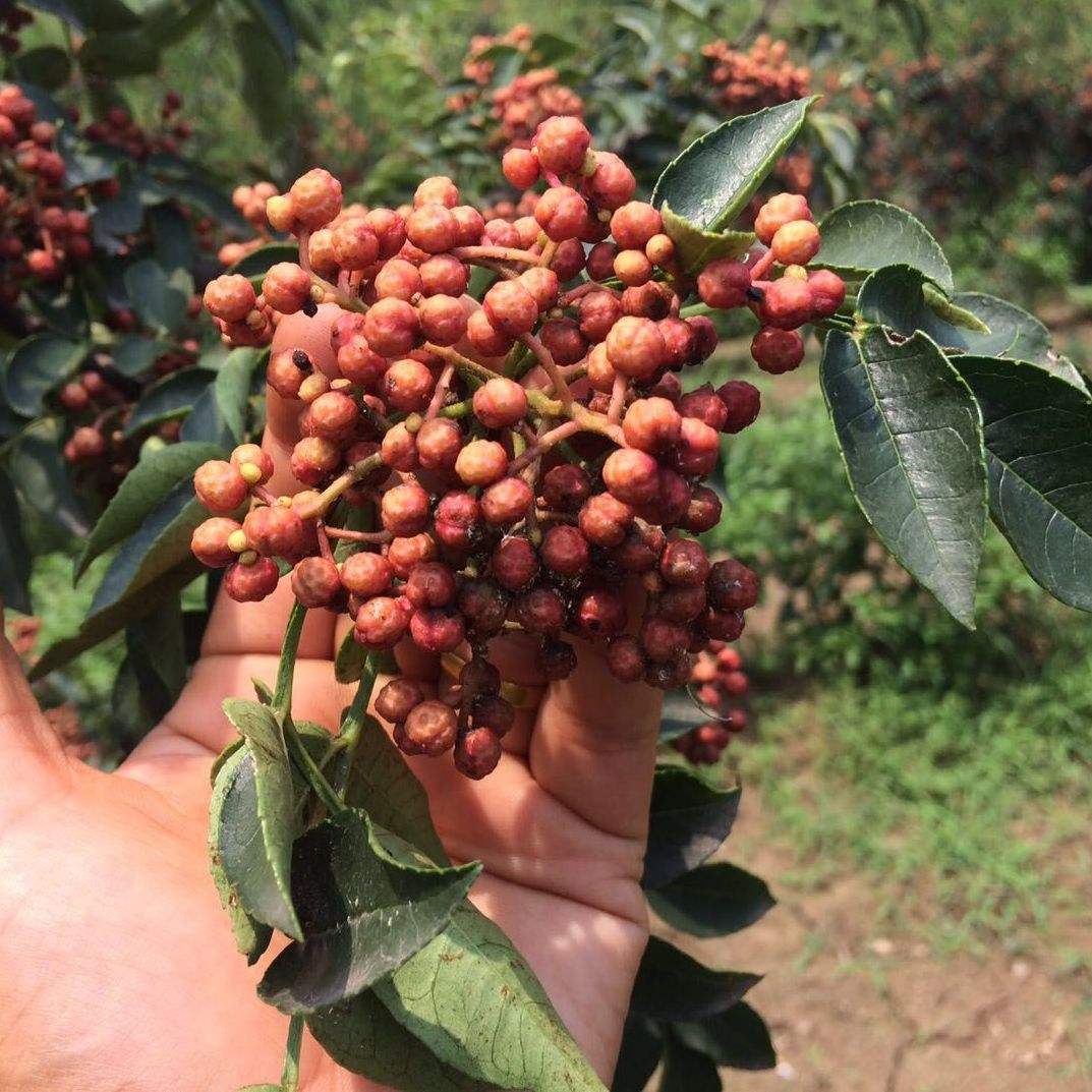 湖北批發(fā)大紅袍花椒苗基地 批發(fā)價(jià)格