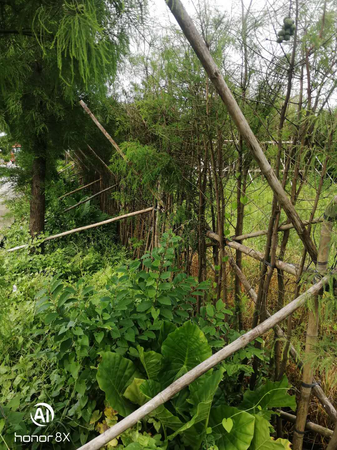 廣東大量出售落羽杉_落羽杉優(yōu)質(zhì)出售_