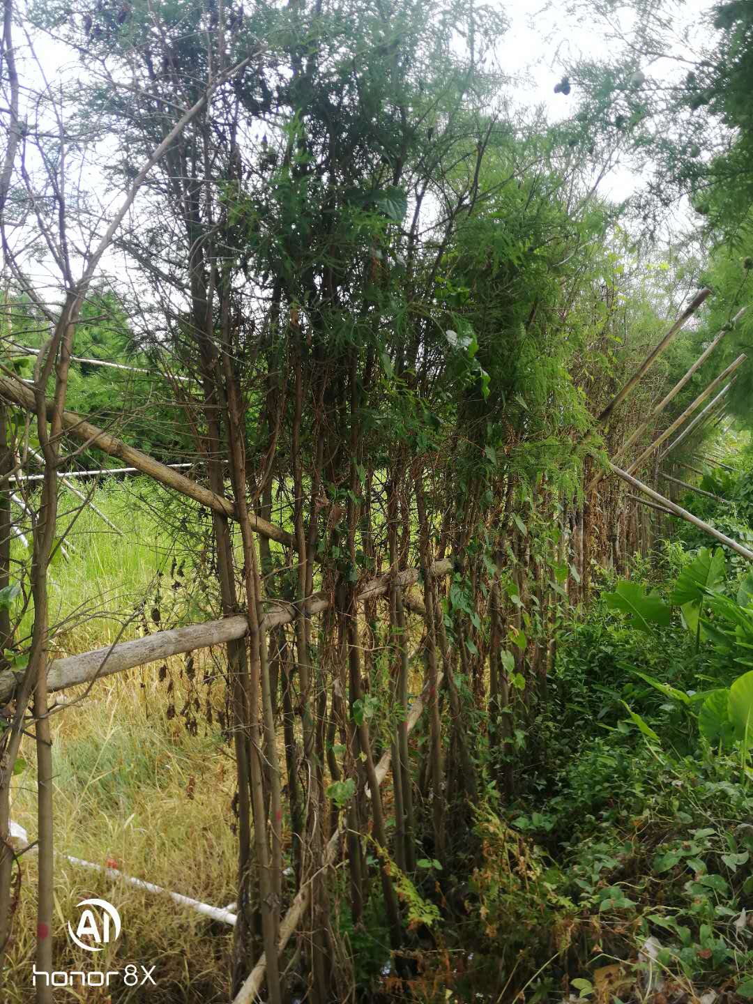 江門落羽杉種植基地_落羽杉價(jià)格_落羽杉銷售電話 20公分落羽杉