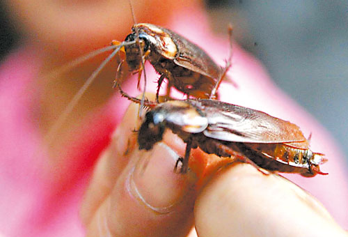 幼兒園除四害滅鼠 幼兒園除四害滅鼠消殺除蟲 幼兒園除四害滅鼠消殺除蟲滅蟑 幼兒園上門除四害滅鼠消殺除蟲滅蟑