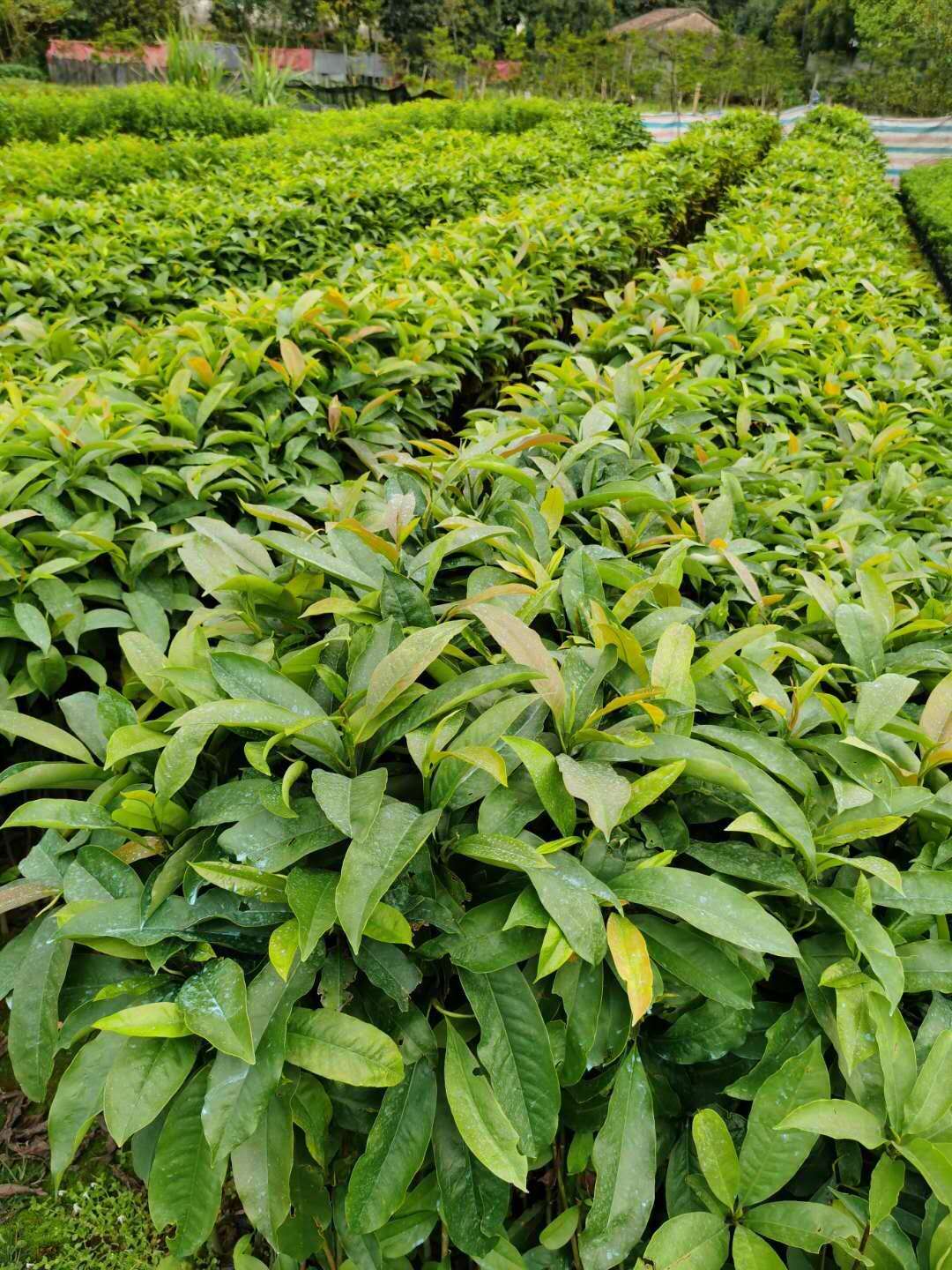 廣東灰木蓮基地直銷、批發(fā)、價(jià)格、報(bào)價(jià)、種植基地【廣州綠林苗圃有限公司】