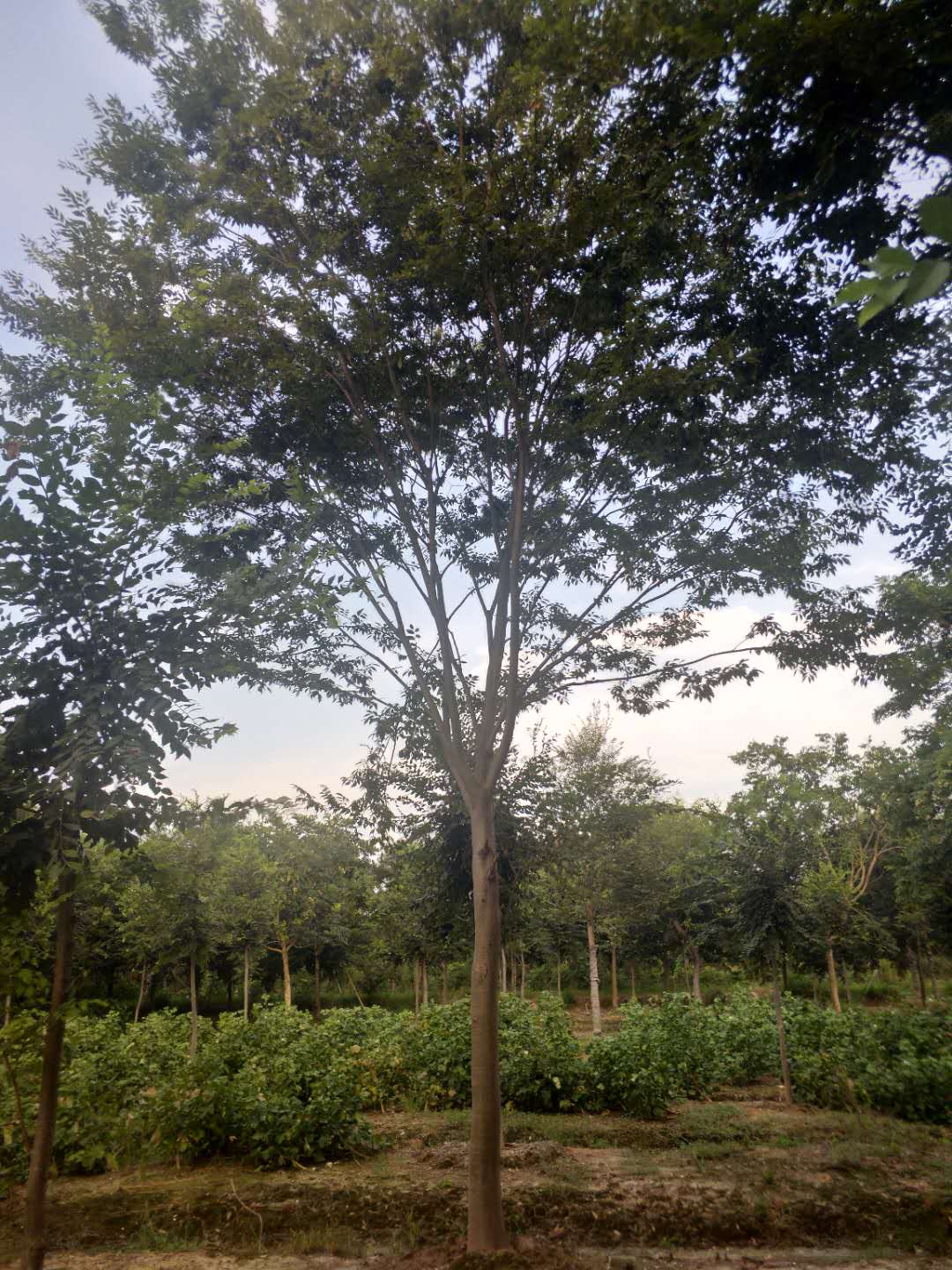 20公分櫸樹種植苗圃基地產(chǎn)地批發(fā)直銷價(jià)格-海寧市佳禾家庭農(nóng)場(chǎng)有限公司