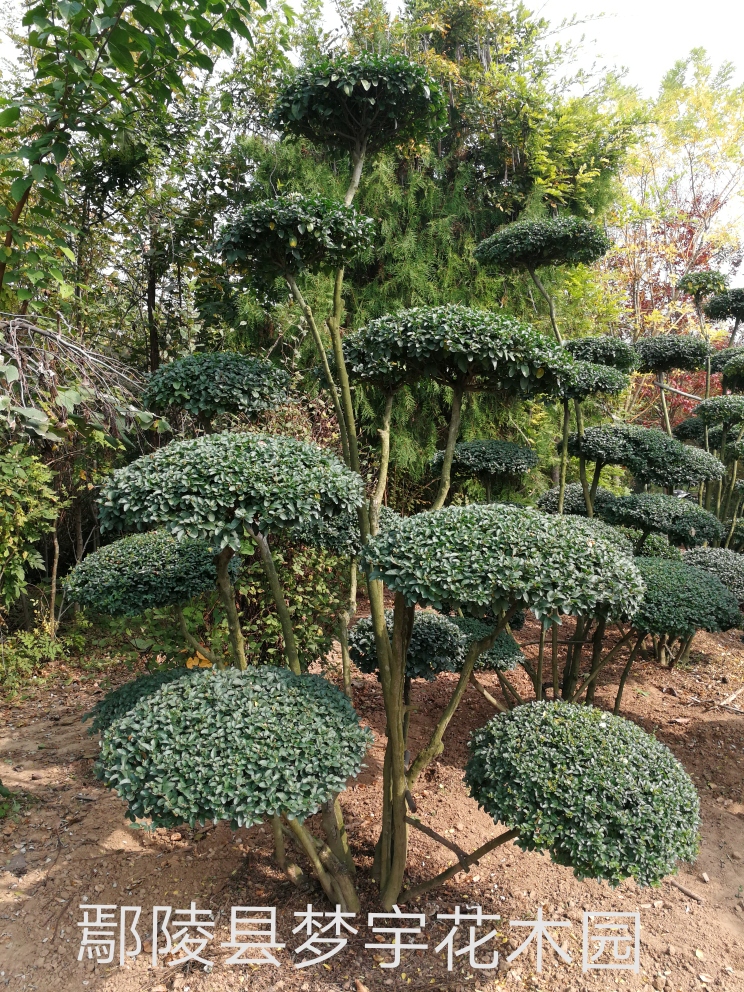 河南小葉女貞造型樹是怎么做成的、價錢、產地直銷【鄢陵縣夢宇花木園】