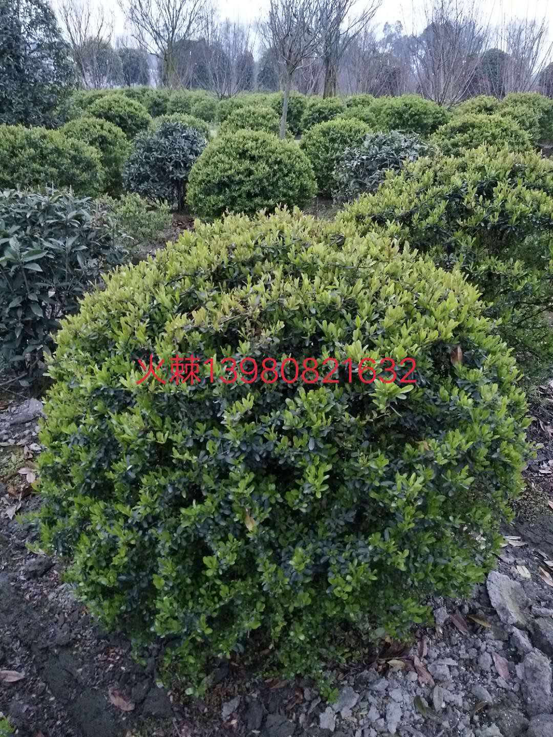 云南昆明60-180公分造型火棘球培育基地直銷價格