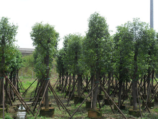 浙江香樟種植基地_12公分香樟銷售_香樟批發(fā)價格 樸樹 香樟
