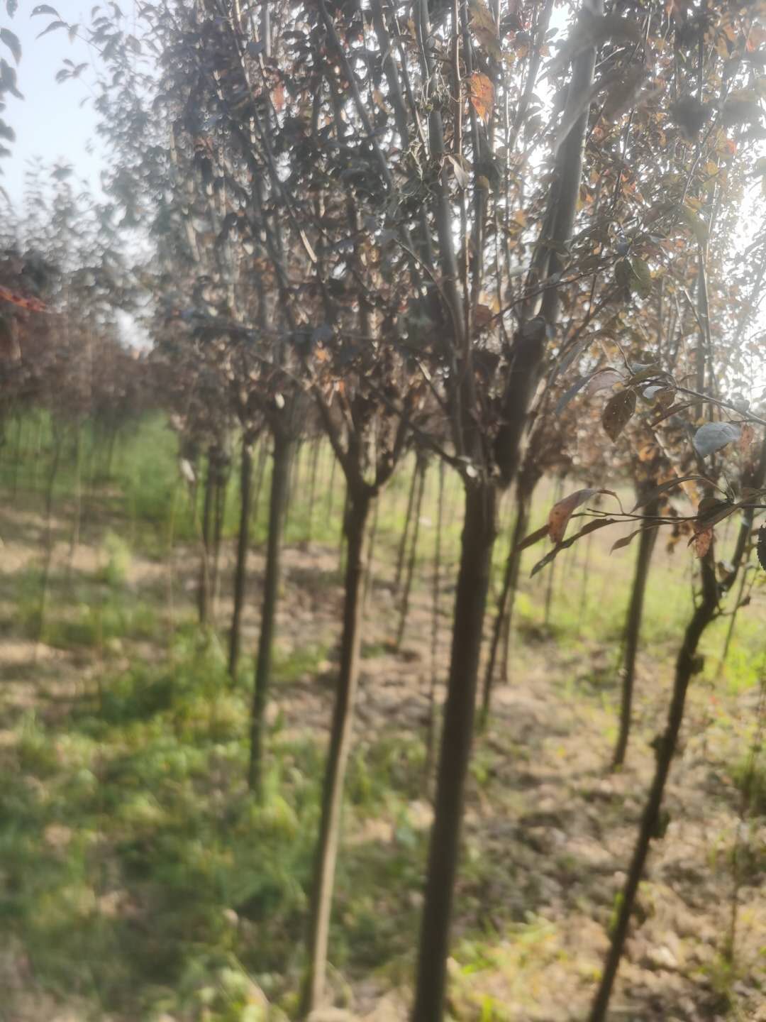 河北紅葉李種植基地、產(chǎn)地*、批發(fā)、價格【汝南縣江寬花木種植合作社】