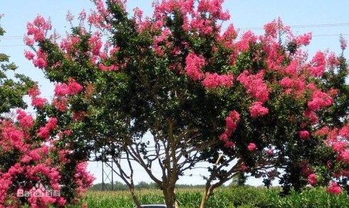 浙江紫薇樹_12公分紫薇銷售紫薇種植基地  紫薇