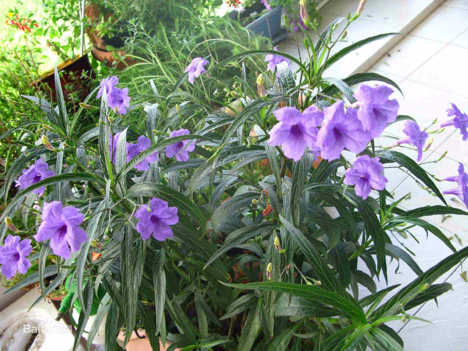 海南紫花翠蘆莉種植基地、批發(fā)、價格、供應(yīng)商【海南市璟權(quán)園林工程有限公司】